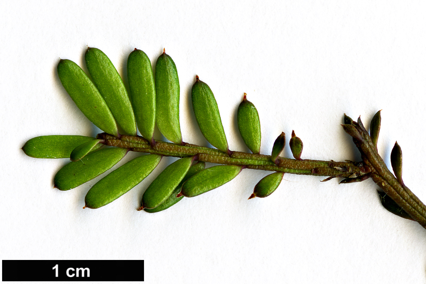 High resolution image: Family: Podocarpaceae - Genus: Prumnopitys - Taxon: taxifolia